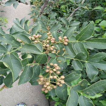 花椒樹苗基地花椒苗大紅袍花椒苗